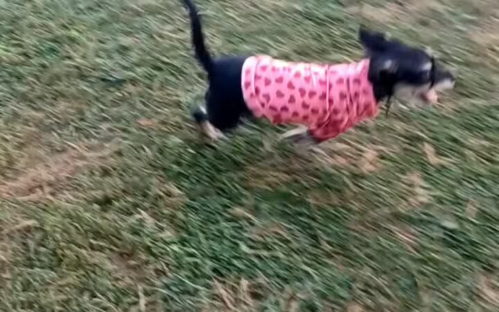 Adrian Dog Park - Adrian, MI