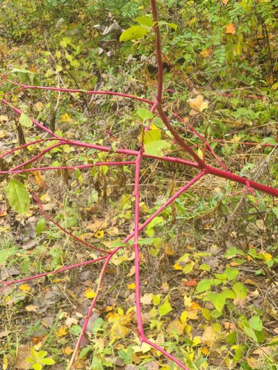 Adrian Dog Park - Adrian, MI