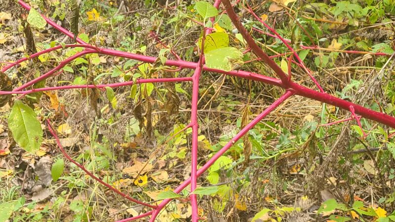 Adrian Dog Park - Adrian, MI