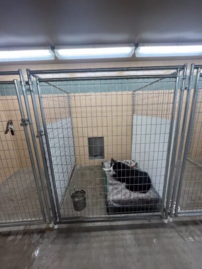 Alborn Kennels - Alborn, MN