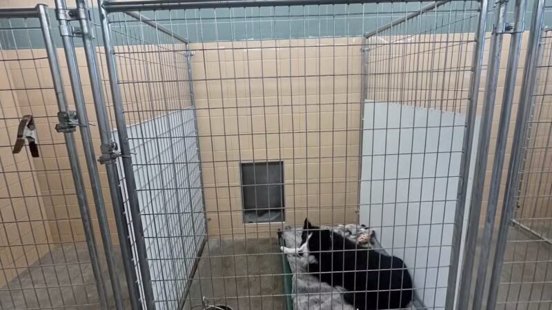 Alborn Kennels - Alborn, MN