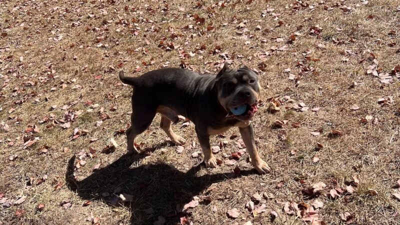 Allardt Park - Allardt, TN