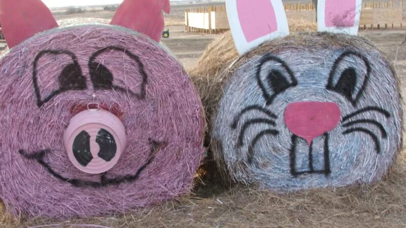 Country Critters Farm, LLC - Alvarado, TX