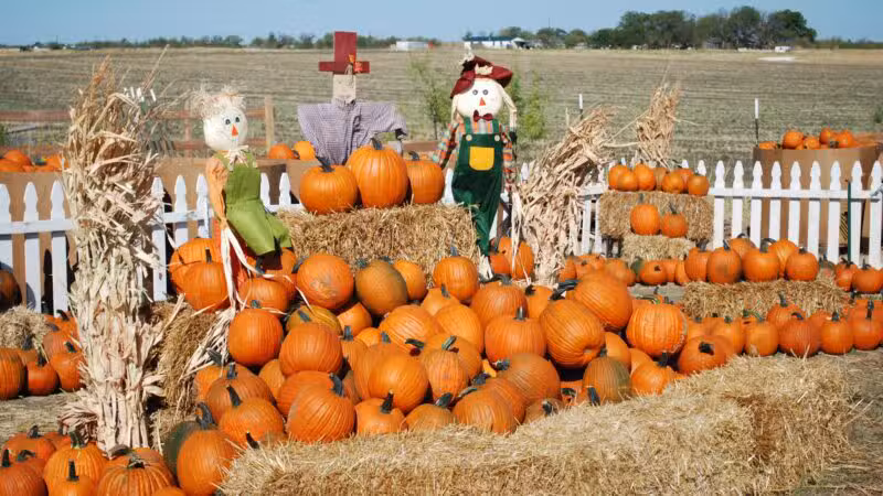 Country Critters Farm, LLC - Alvarado, TX