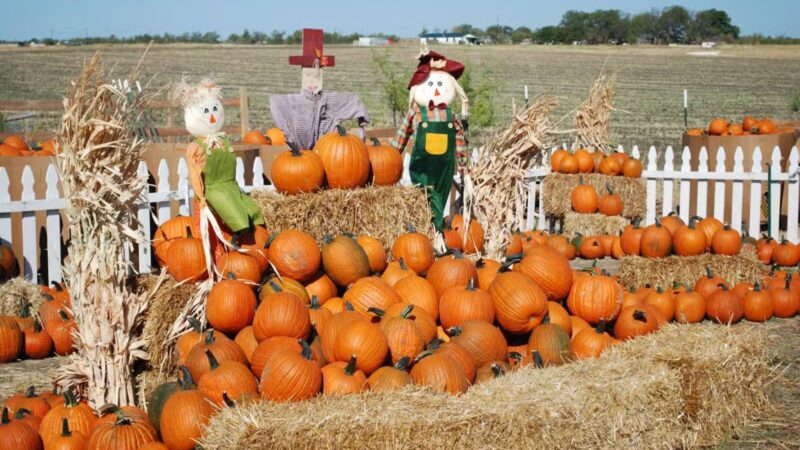 Country Critters Farm, LLC - Alvarado, TX