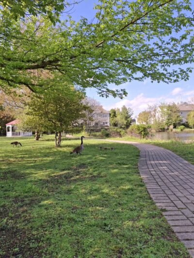 Peterkin Park - Amityville, NY