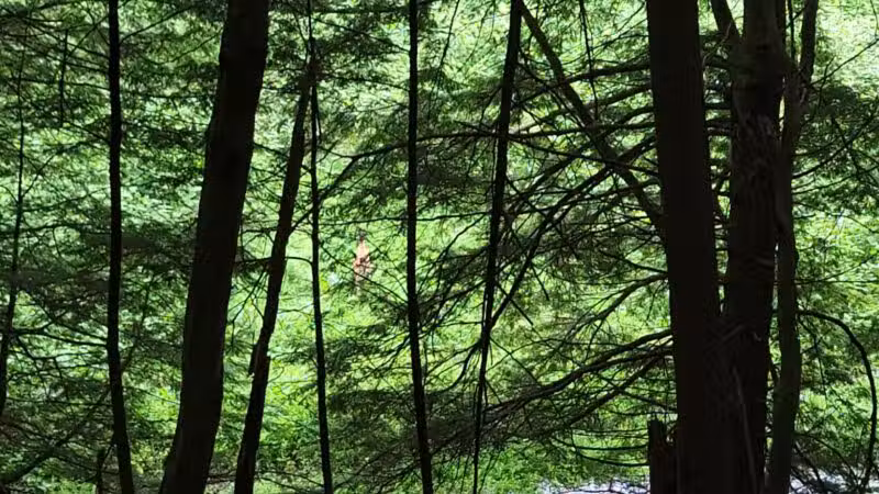 Andes Rail Trail - Andes, NY