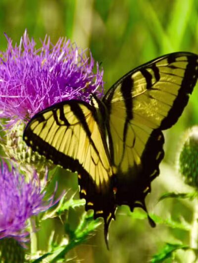 Lake Anita State Park - Anita, IA