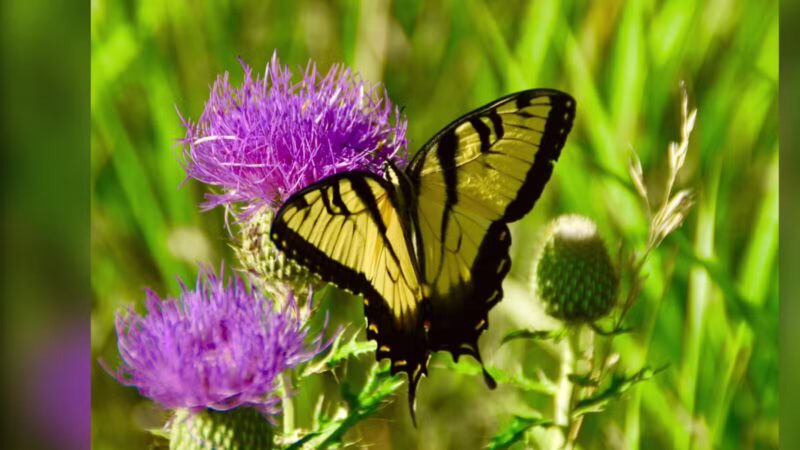 Lake Anita State Park - Anita, IA