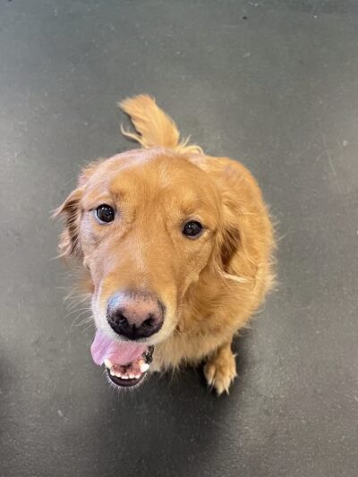 Dogtopia of Arlington by The Parks - Arlington, TX