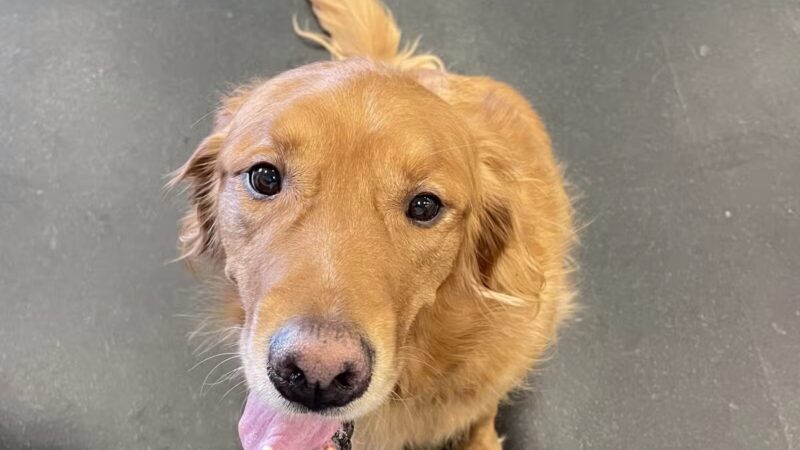 Dogtopia of Arlington by The Parks - Arlington, TX