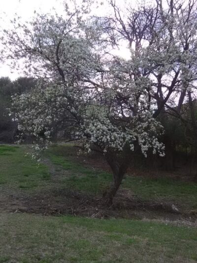 Marrow Bone Spring Park - Arlington, TX