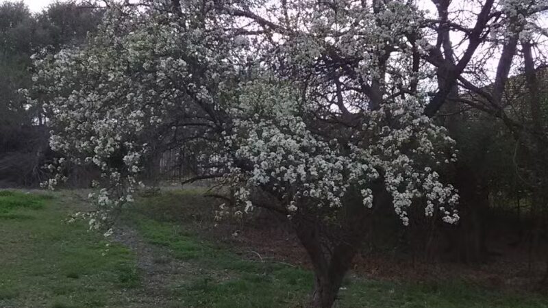 Marrow Bone Spring Park - Arlington, TX