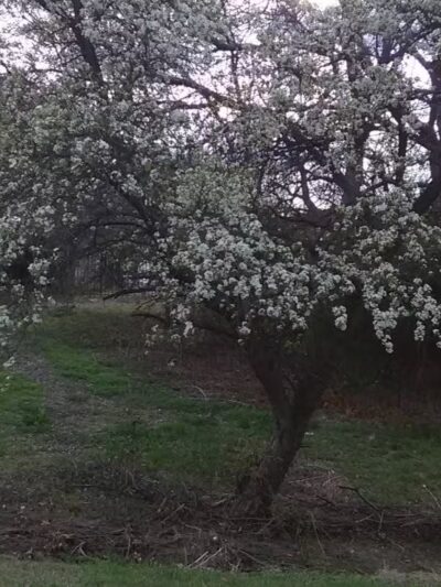 Marrow Bone Spring Park - Arlington, TX