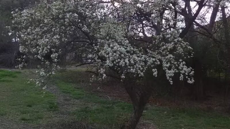 Marrow Bone Spring Park - Arlington, TX