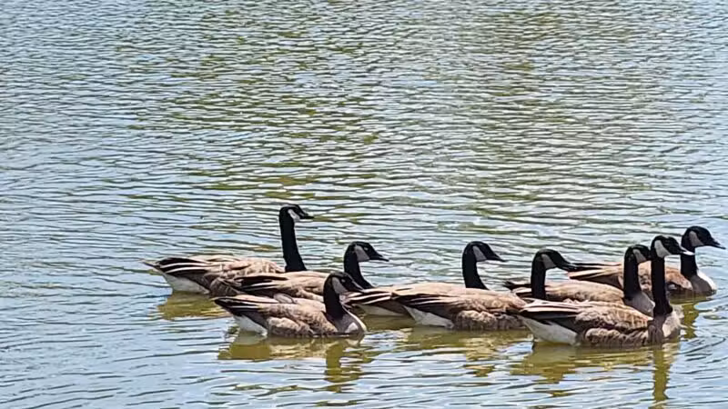Arnold City Park - Arnold, MO