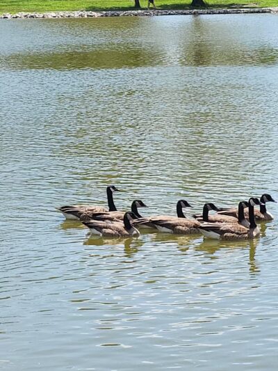 Arnold City Park - Arnold, MO