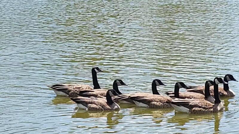 Arnold City Park - Arnold, MO