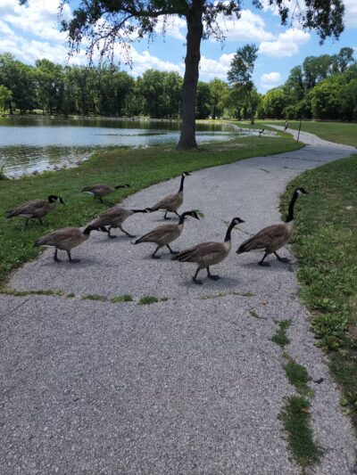 Arnold City Park - Arnold, MO
