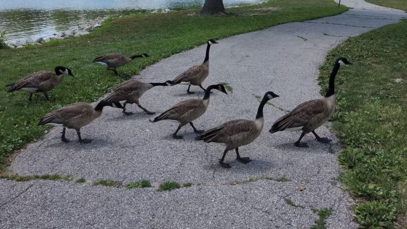 Arnold City Park - Arnold, MO