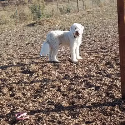 Aromas Dog Park - Aromas, CA