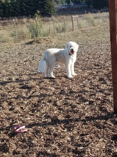 Aromas Dog Park - Aromas, CA