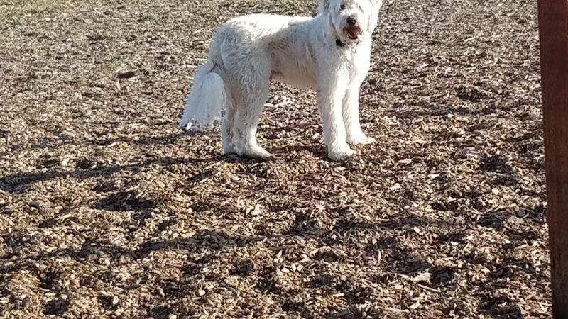 Aromas Dog Park - Aromas, CA