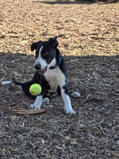 Aromas Dog Park - Aromas, CA