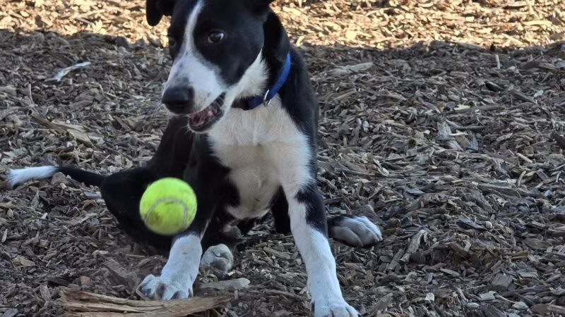 Aromas Dog Park - Aromas, CA