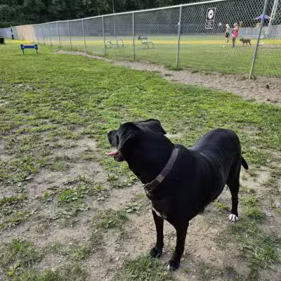 Central Bark - Ashland, KY