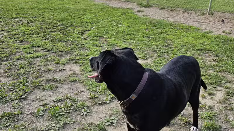 Central Bark - Ashland, KY