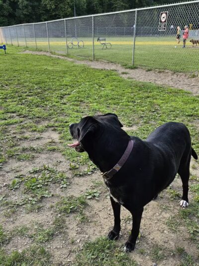 Central Bark - Ashland, KY