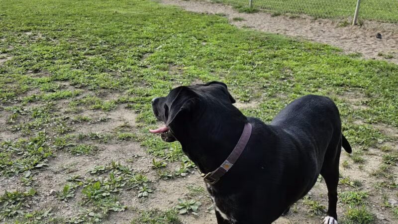 Central Bark - Ashland, KY