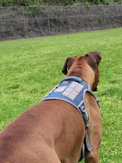 Central Bark - Ashland, KY