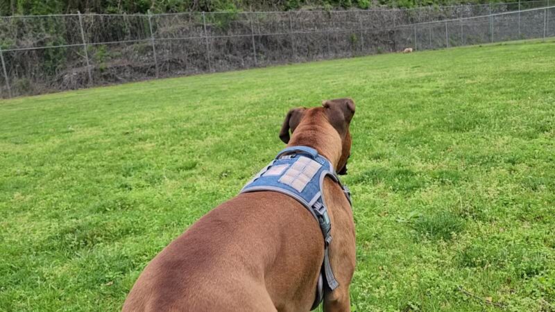 Central Bark - Ashland, KY