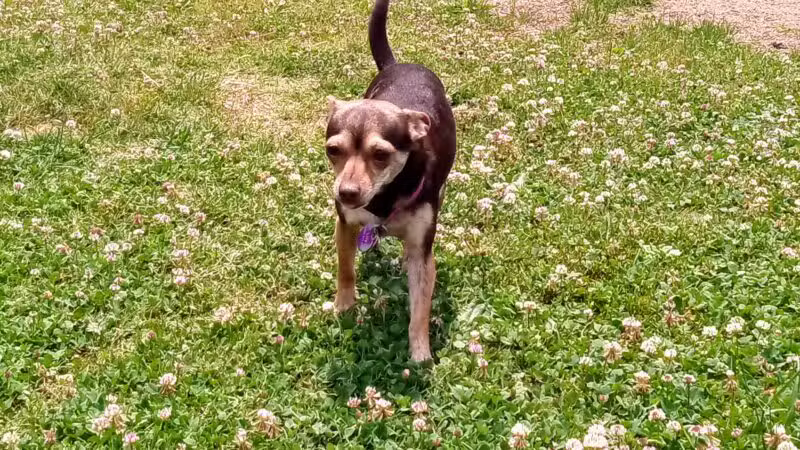 Central Bark - Ashland, KY