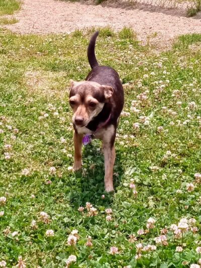 Central Bark - Ashland, KY