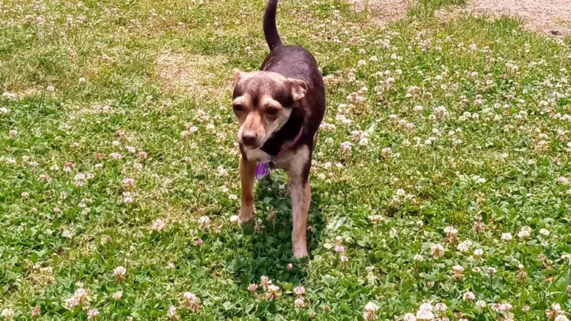 Central Bark - Ashland, KY