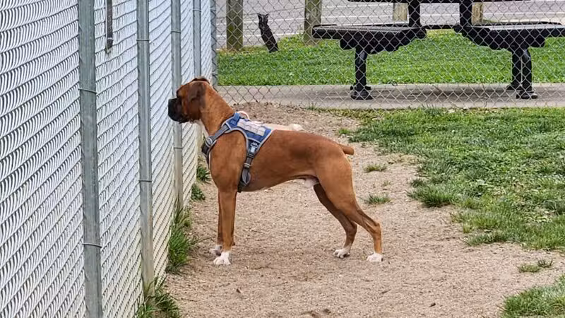 Central Bark - Ashland, KY
