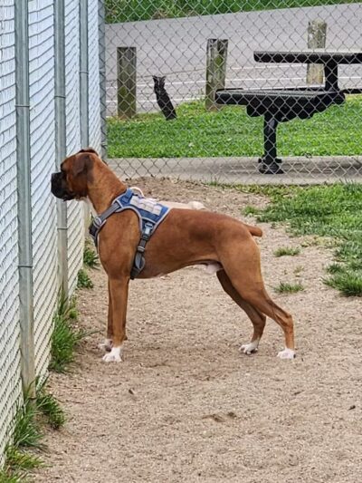 Central Bark - Ashland, KY