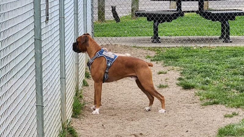 Central Bark - Ashland, KY