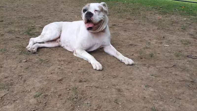 Dog Park - Ashland, OH - Ashland, OH