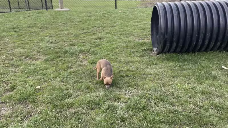 Dog Park - Ashland, OH - Ashland, OH