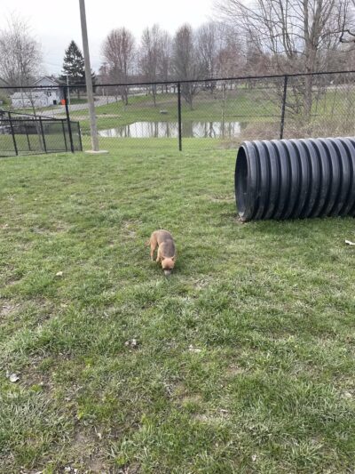 Dog Park - Ashland, OH - Ashland, OH