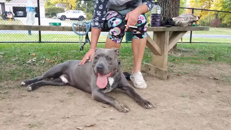 Dog Park - Ashland, OH - Ashland, OH