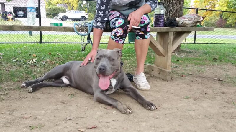 Dog Park - Ashland, OH - Ashland, OH