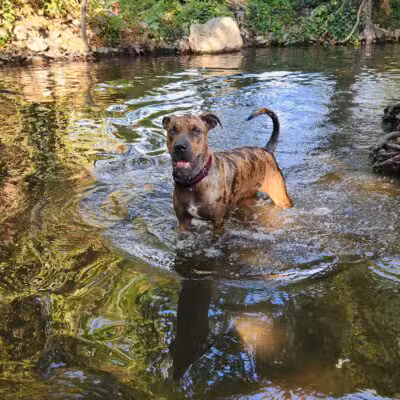 Ashland Dog Park - Ashland, OR