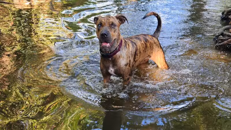 Ashland Dog Park - Ashland, OR