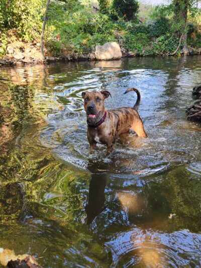 Ashland Dog Park - Ashland, OR