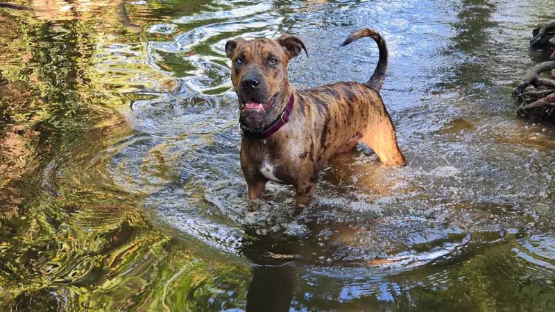 Ashland Dog Park - Ashland, OR